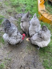Lavender orpingtons large for sale  BURNLEY