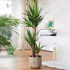 Yucca elephantipes large for sale  LONDON