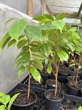 Well rooted muricata for sale  Richmond