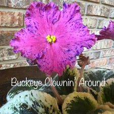 Buyers choice violets for sale  Portage