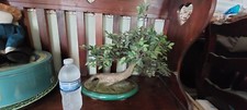 Faux bonsai tree for sale  Elyria