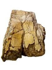 Legno fossile pietrificato usato  Roma