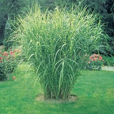 Zebra grass live for sale  Hudson