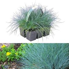 Festuca blue grasses for sale  GLASGOW