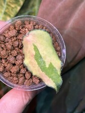 Hoya caudata variegata gebraucht kaufen  Berlin