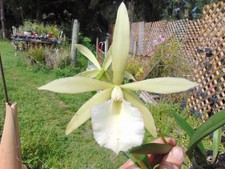 Green veil nodosa for sale  Arcadia