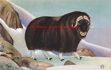 Oscor Hodl, American Wild Life of the Northwest & Alaska, Musk-Ox, usado comprar usado  Enviando para Brazil
