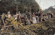 Kentish hop picking for sale  BEXHILL-ON-SEA