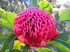 Waratah shrub tropical for sale  GLOUCESTER