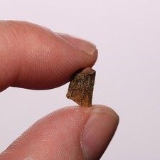 .rex rex tooth for sale  Isabel