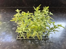 artificial aquarium plants for sale  SWANSEA