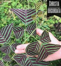 Rara Cor Ousada Orgânica FOLHA GRANDE Christia Obcordata Borboleta Asa Planta - comprar usado  Enviando para Brazil