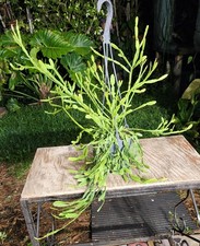 Rhipsalis ewaldiana plant for sale  Hollywood