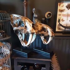 sabre tooth tiger for sale sabre tooth tiger for sale RETFORD