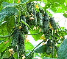 Ekol seeds pack for sale  Brooklyn
