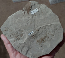 Detailed fossil cranefly for sale  Hesperia