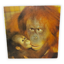Schuldei fotobilderbuch zootie gebraucht kaufen  Zeitz