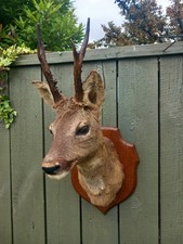 Taxidermy roe deer for sale  HARTLEPOOL