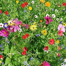 articoli fiori usato  Trappeto