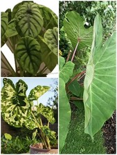 exotische zimmerpflanzen gebraucht kaufen exotische zimmerpflanzen gebraucht kaufen Deutschland