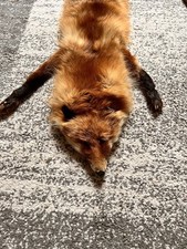 Fuchs stola schal gebraucht kaufen  Stephansposching