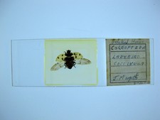 Vintage microscope slide for sale  BRISTOL