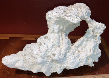 Dried sea coral for sale  Spring Hill