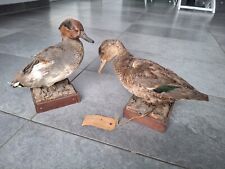 Ausgestopfte enten ente gebraucht kaufen  Bocholt