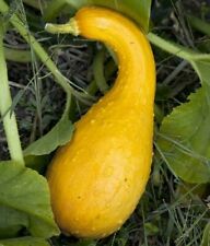 Squash seeds golden for sale  Berwyn