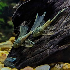 Longfin green dragon for sale  Haslet