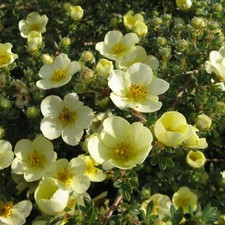 primrose for sale  STOKE-ON-TRENT
