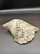 Glass seashell large for sale  BOLTON