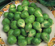 Brussel sprouts seeds for sale  PEEBLES