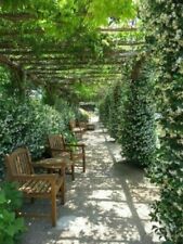 Trachelospermum jasminoides fa usato  Torino