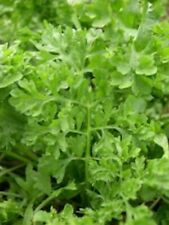 3000 curled garden for sale  Bois D Arc
