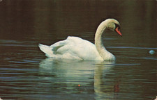Majestic swan glides for sale  Henderson