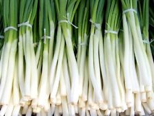 Spring onion seeds for sale  BRISTOL