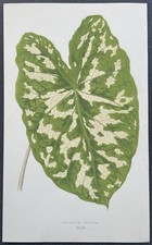 Botanique caladium pictum d'occasion  Limoges-