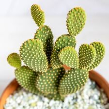 Opuntia microdasys bunny for sale  GLASGOW