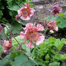 Geum pink fluffy for sale  COCKBURNSPATH