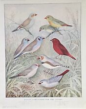 Cage aviary birds for sale  SHEPPERTON