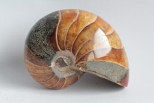 Nautilus cymatoceras poly d'occasion  Expédié en Belgium
