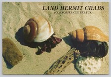 Land hermit crabs for sale  Winter Park