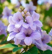 Paulownia elongata tree for sale  Oakland Gardens