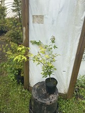 maple trees for sale maple trees for sale Hendersonville