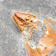 Fossil fish coccodus usato  Italia