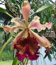 Cattleya dowiana var. for sale  Arcadia