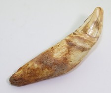 Niedźwiedź jaskiniowy, Ursus spelaeus, kwartalnik, plejstocen, jaskinia Saletta, Węgry -L816 na sprzedaż  Wysyłka do Poland