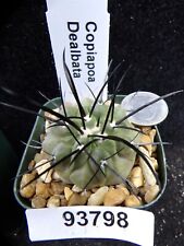 Copiapoa dealbata nice for sale  Lakeport