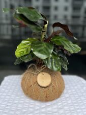 Geoppetia roseopicta kokedama for sale  Miami